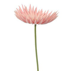 Artificial - Real Touch Daisy Flower - Pink