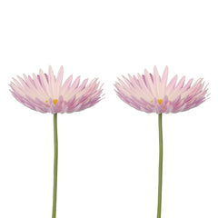 Artificial - Real Touch Daisy Flower - Lt Purple