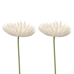 Artificial - Real Touch Daisy Flower - White