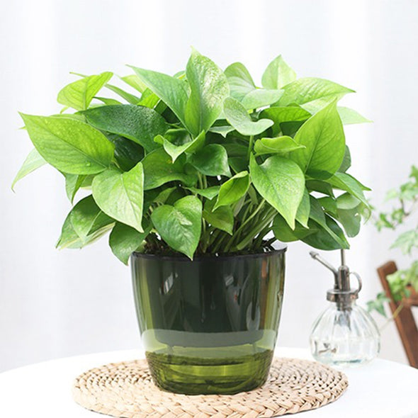 Self Watering Pot (Premium Plastic) - Green