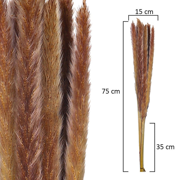 Dried - Pampas Grass Bunch - Brown