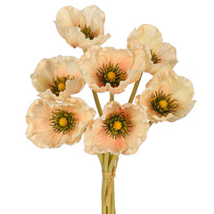 Artificial - Poppy Flowers - Champagne