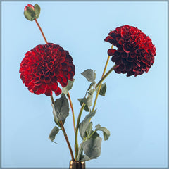 Artificial - Faux Dahlia Flower Stem - Dark Red