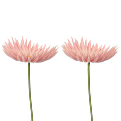 Artificial - Real Touch Daisy Flower - Pink