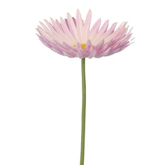 Artificial - Real Touch Daisy Flower - Lt Purple